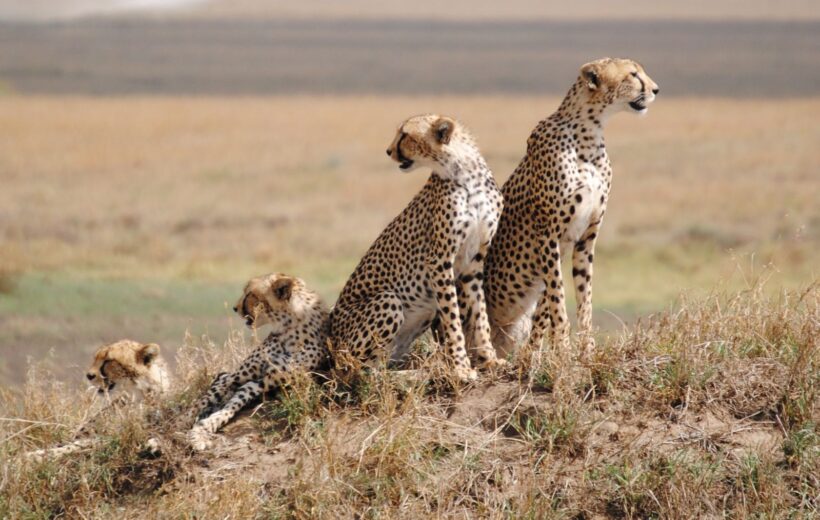 Kenya-Tanzania Safari