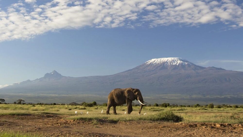 East Africa Safari Packages for Flying Dove Tours