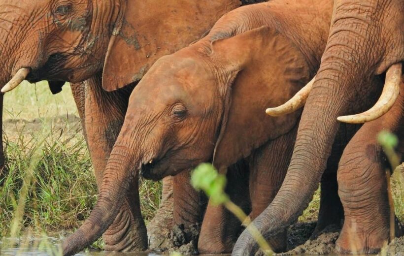 Tsavo Saltlick Safari