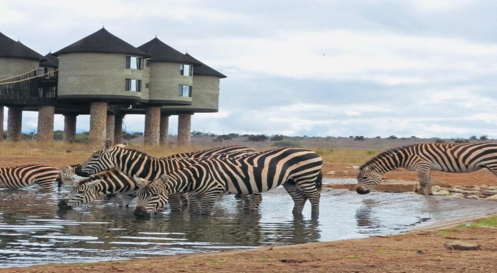 2days-Saltlick Tsavo Safari