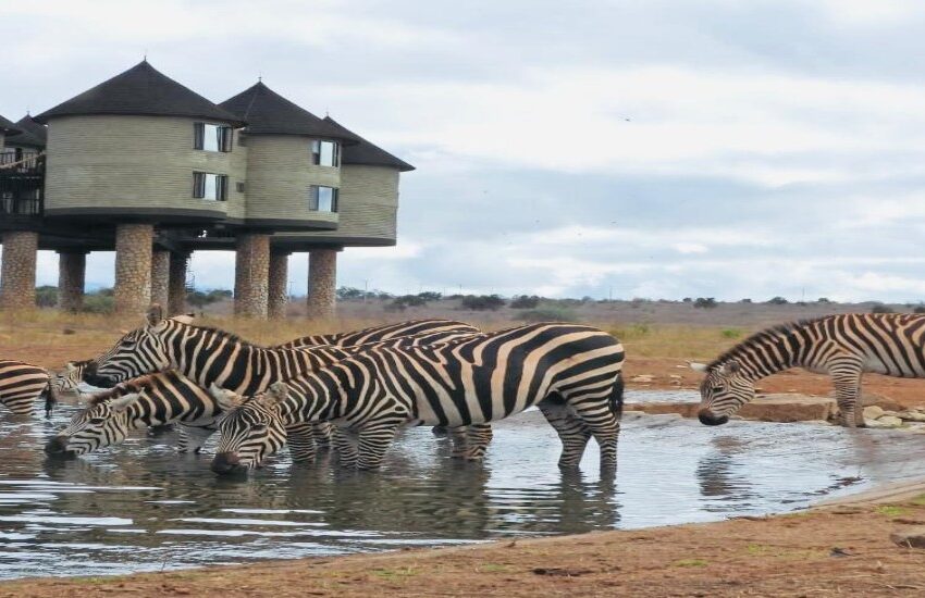 2days-Saltlick Tsavo Safari