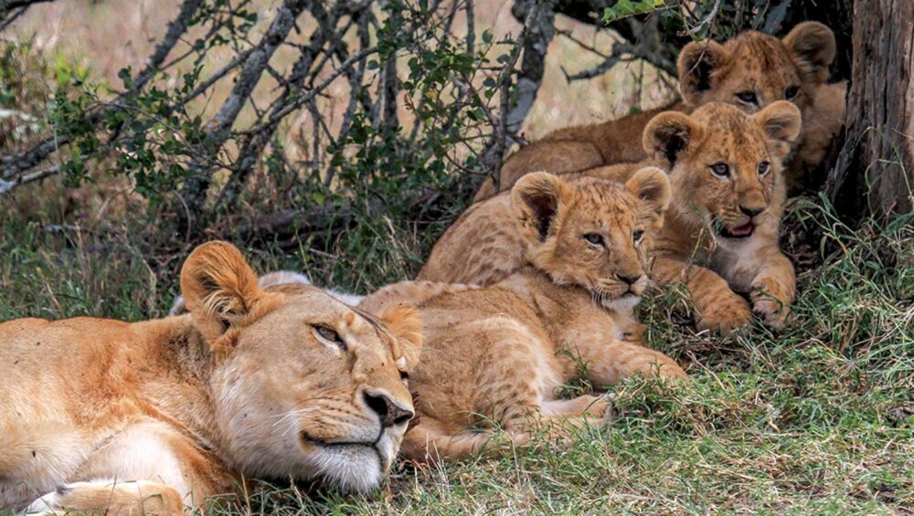 Mombasa Short Safaris