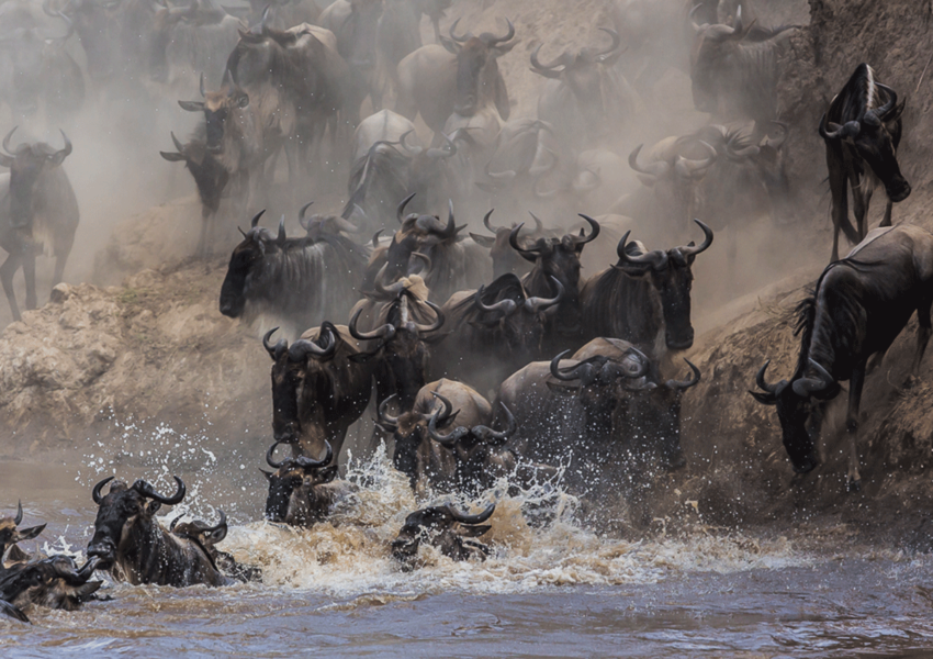 4-Days Wildebeest Migration Safari