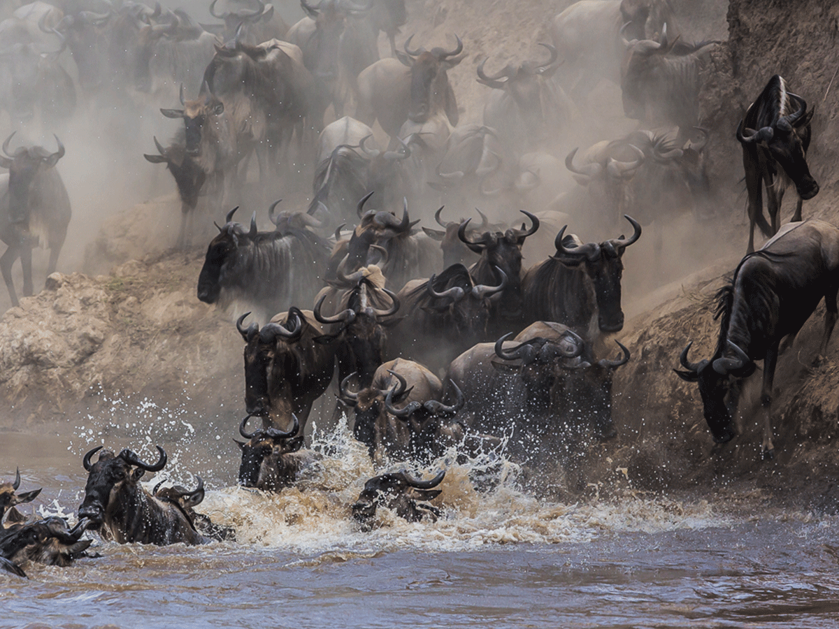 4-Days Wildebeest Migration Safari