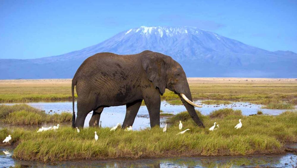 Amboseli National Park