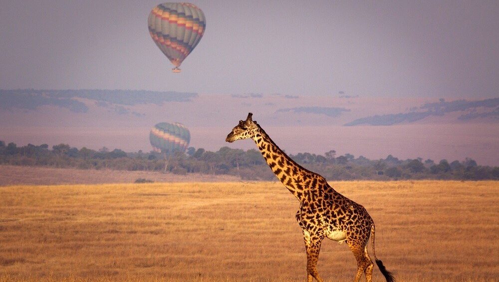 Best Kenya Safari