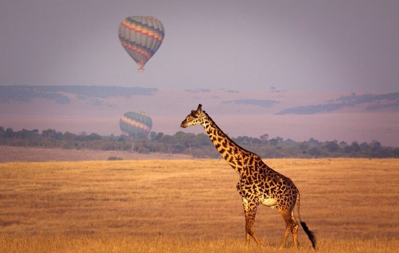 Best Kenya Safari