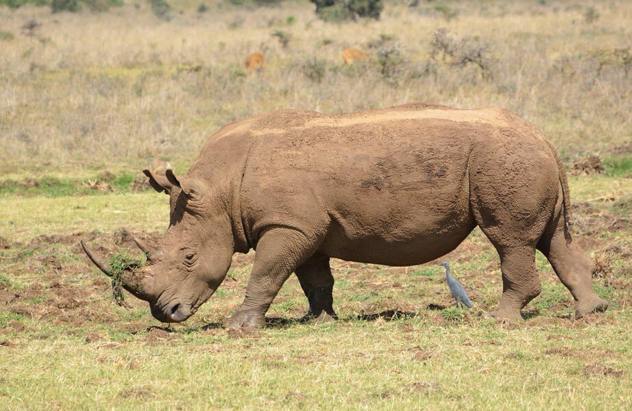 4 Days-Mara & Nakuru Safari | Lake Nakuru Safari | Flying Dove Tours