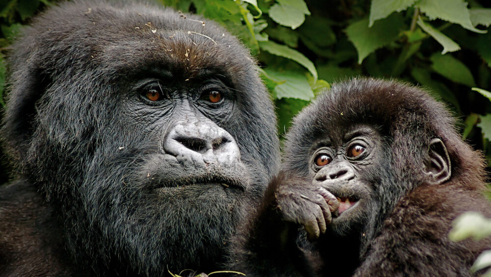 Rwanda Gorilla Trekking