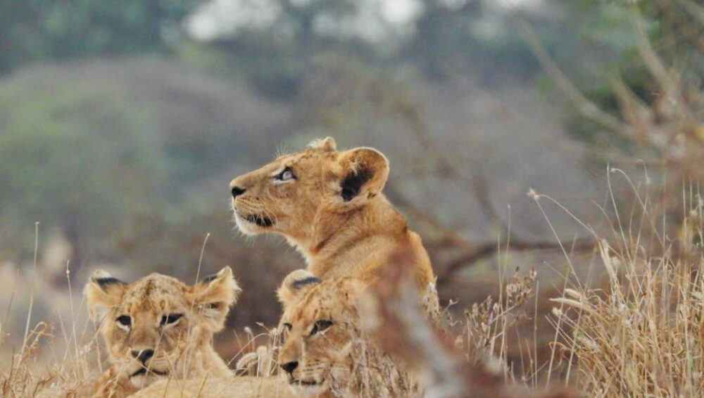 Pride of lion encounter during Mara-Amboseli Safari