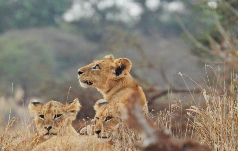 Pride of lion encounter during Mara-Amboseli Safari