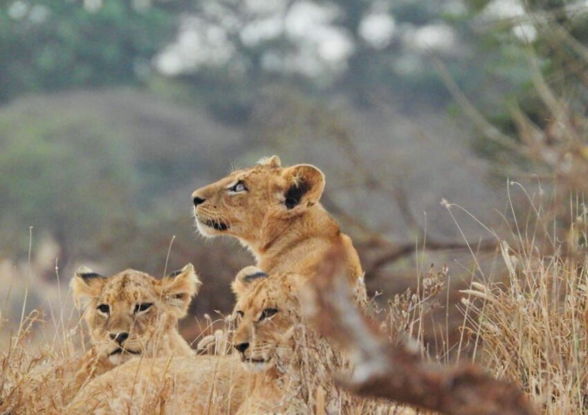 Pride of lion encounter during Mara-Amboseli Safari