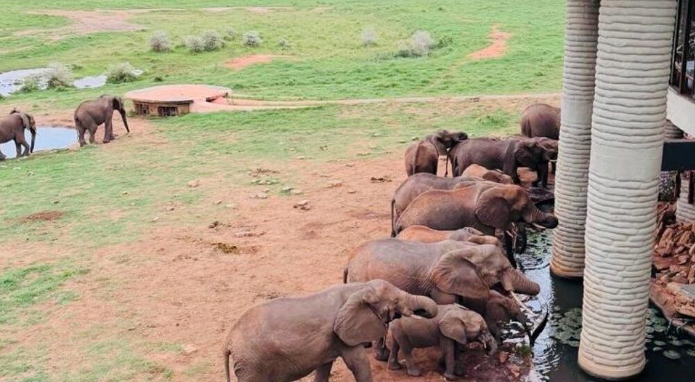 2-days Saltlick safari