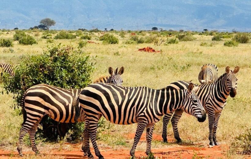 Tsavo Amboseli Safari