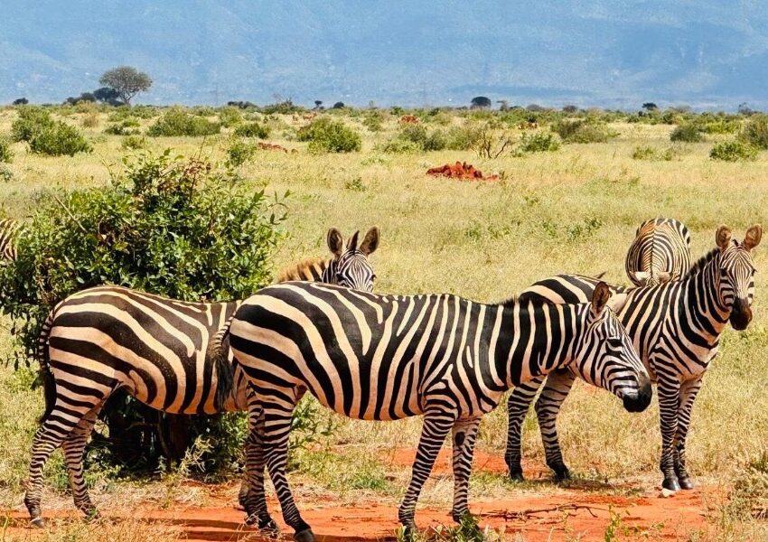 Tsavo Amboseli Safari
