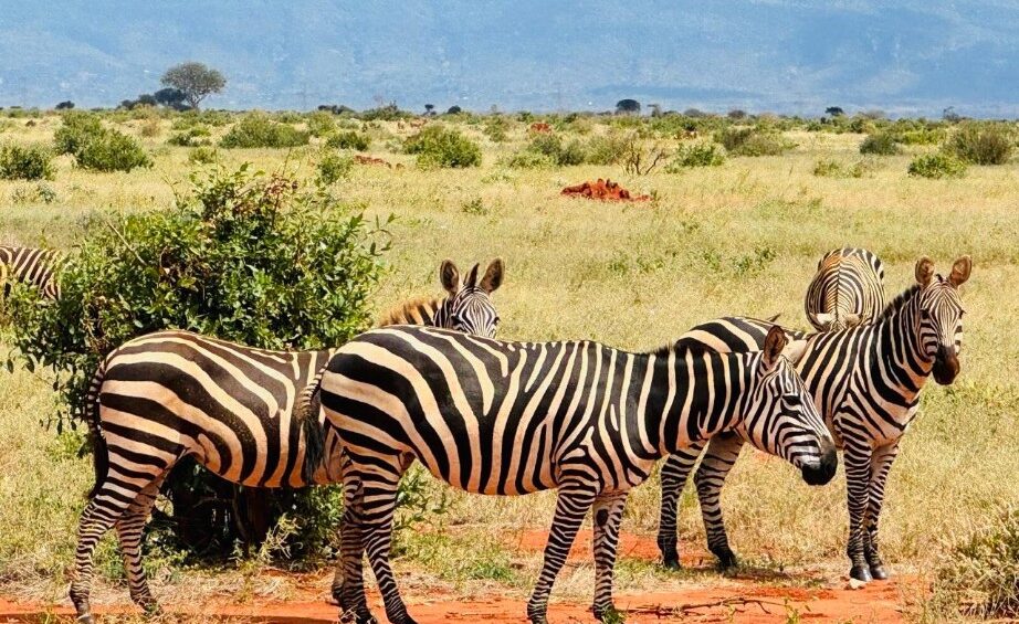 Tsavo Amboseli Safari
