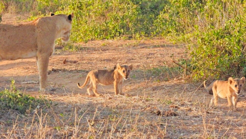 4-days Sweetwaters Samburu Safari-Flying Dove Tours