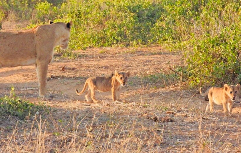 4-days Sweetwaters Samburu Safari-Flying Dove Tours