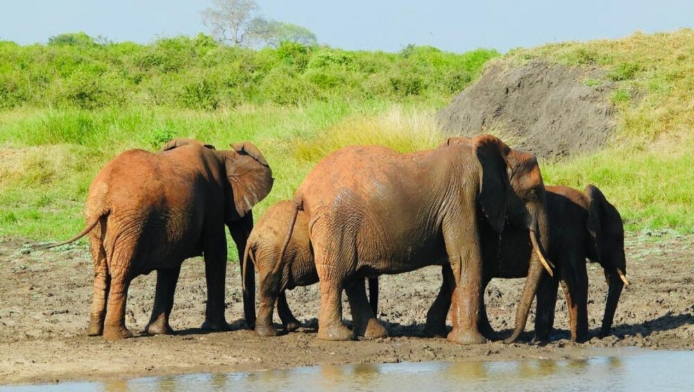 Kenya Holiday Safaris- Game drive