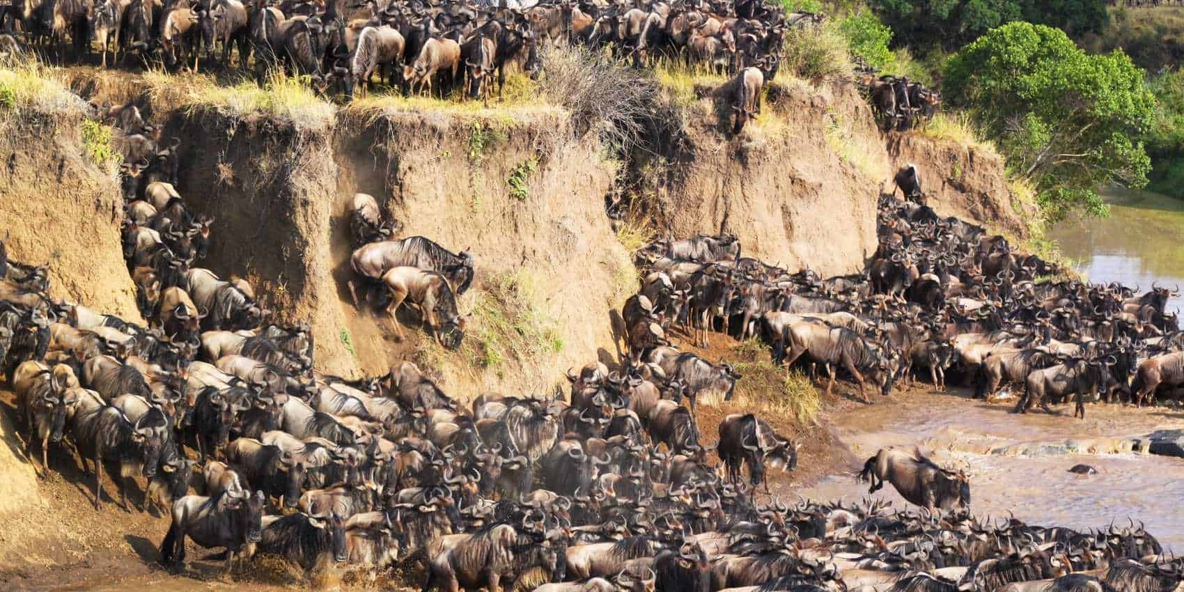 Wildebeest Migration East Africa Travel Guide