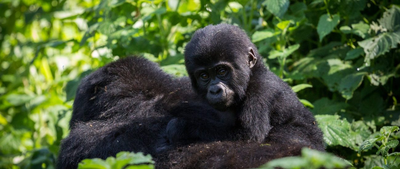 Gorilla-and-baby