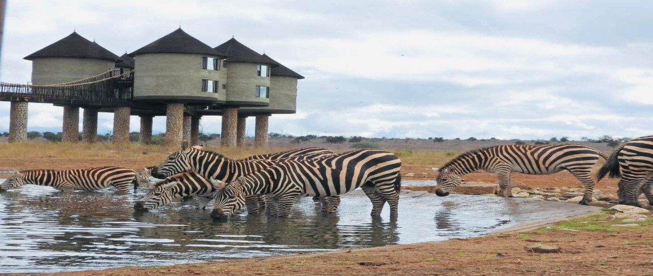 2days-Saltlick Tsavo Safari