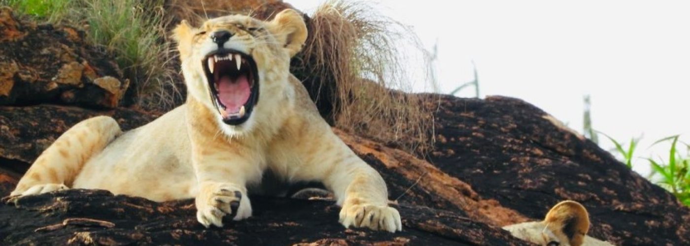 Lion busking during Mombasa Road Safari