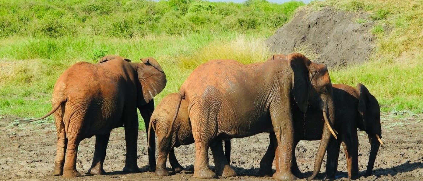 Kenya Holiday Safaris- Game drive