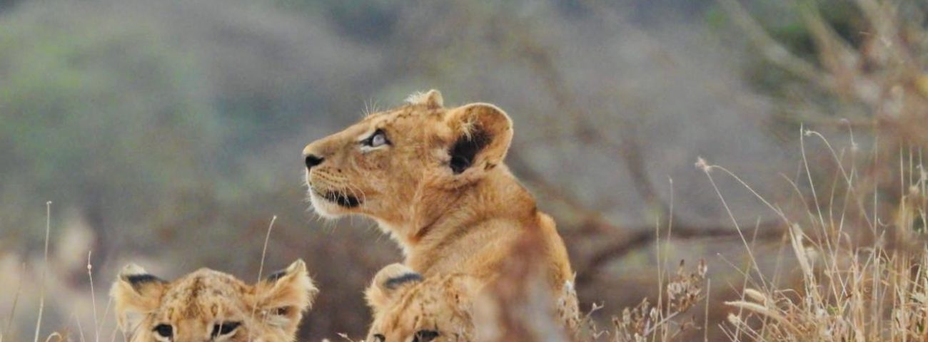 Pride of lion encounter during Mara-Amboseli Safari