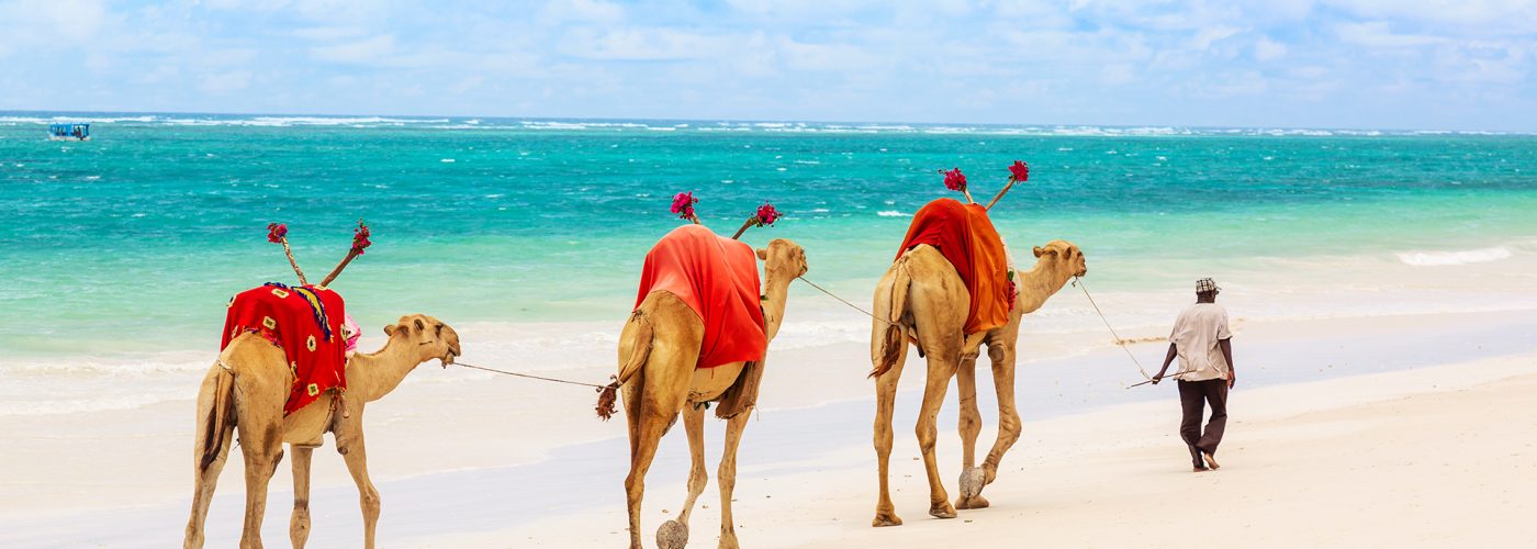 Camels at African sandy Diani beach, Indian ocean in Kenya, African landscape.
