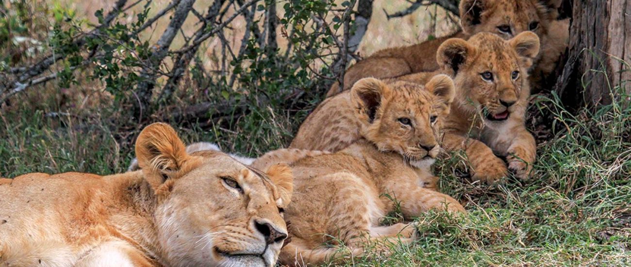 Kenya-family-safari-lioness-and-quite-cubs
