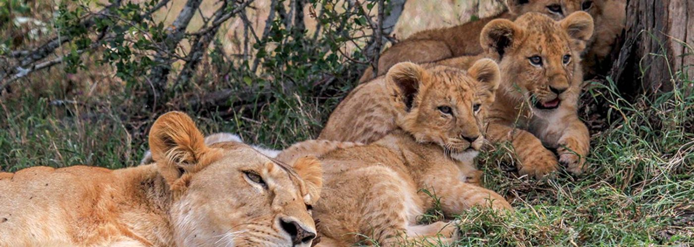Kenya-family-safari-lioness-and-quite-cubs
