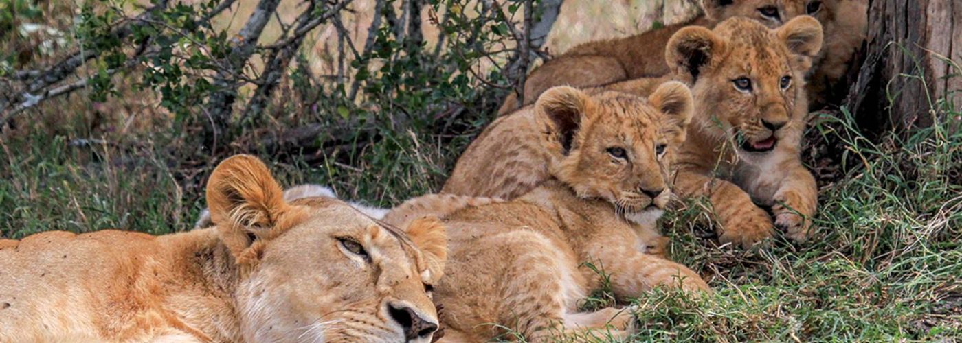 Mombasa Short Safaris