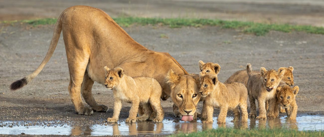 in the Ndutu area - Tanzania © Stu Porter Photo Safaris