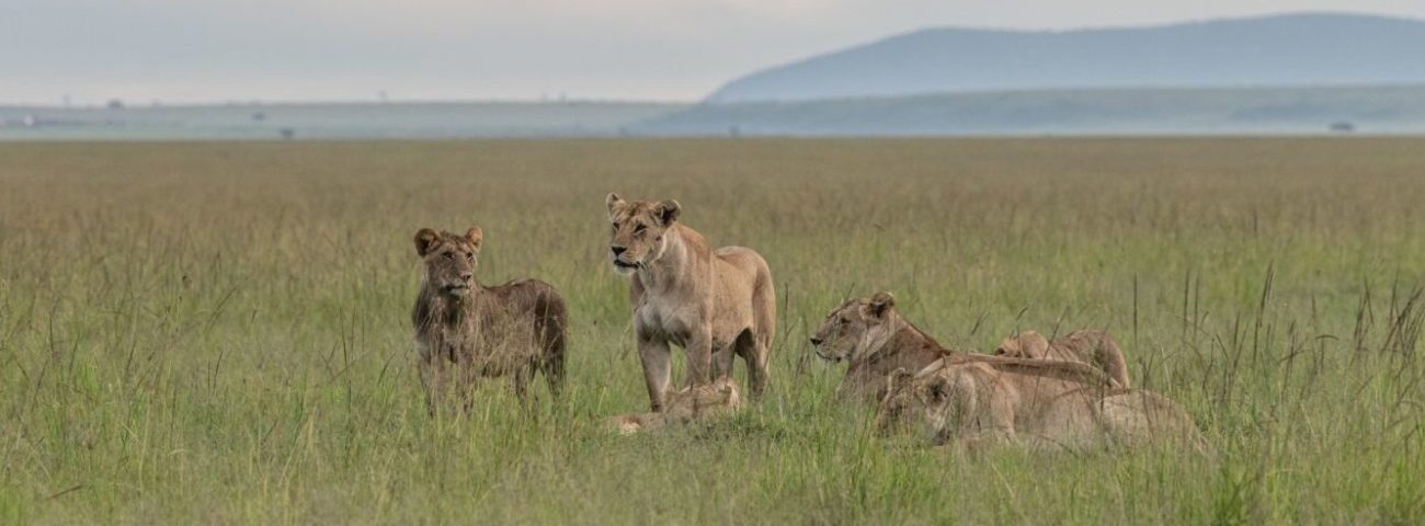 Lions-in-the-Masai-Mara