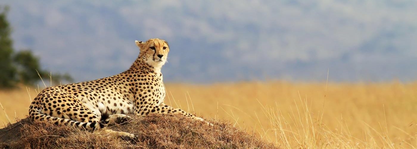 Masai-Mara-cheetah