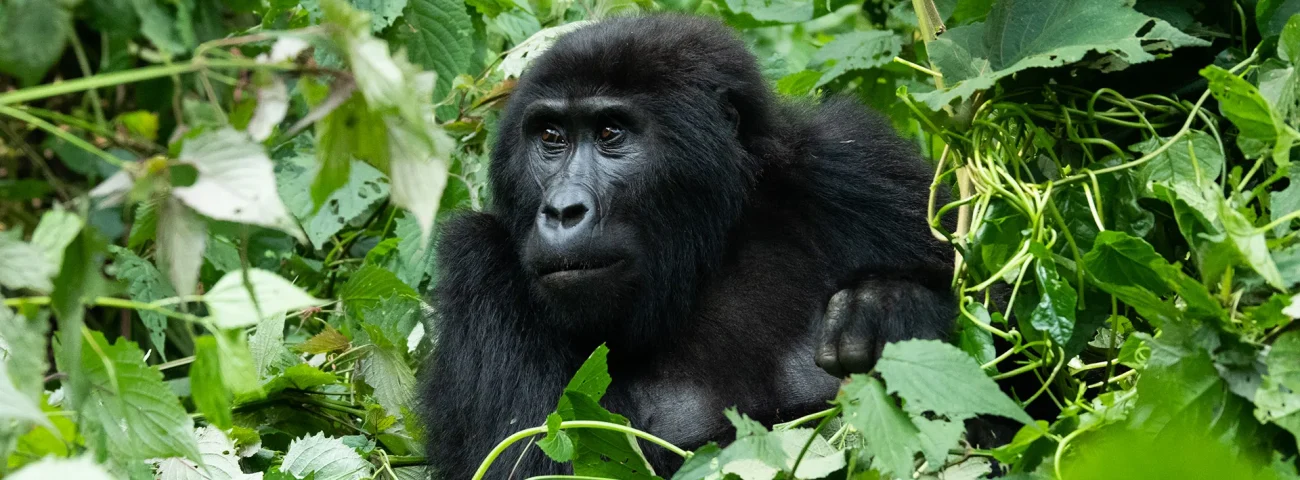7-day Great Primates Safari