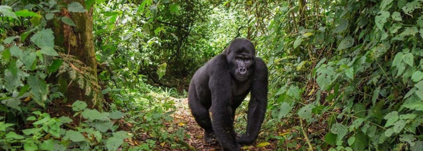 Silverback-gorilla-on-gorilla-trekking-in-uganda