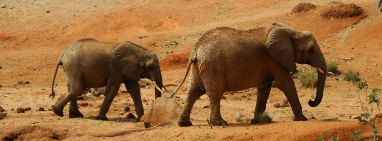 Tsavo-East-Safari-5-Days-Safari