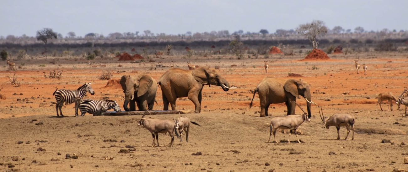 Tsavo-East-Wildlife