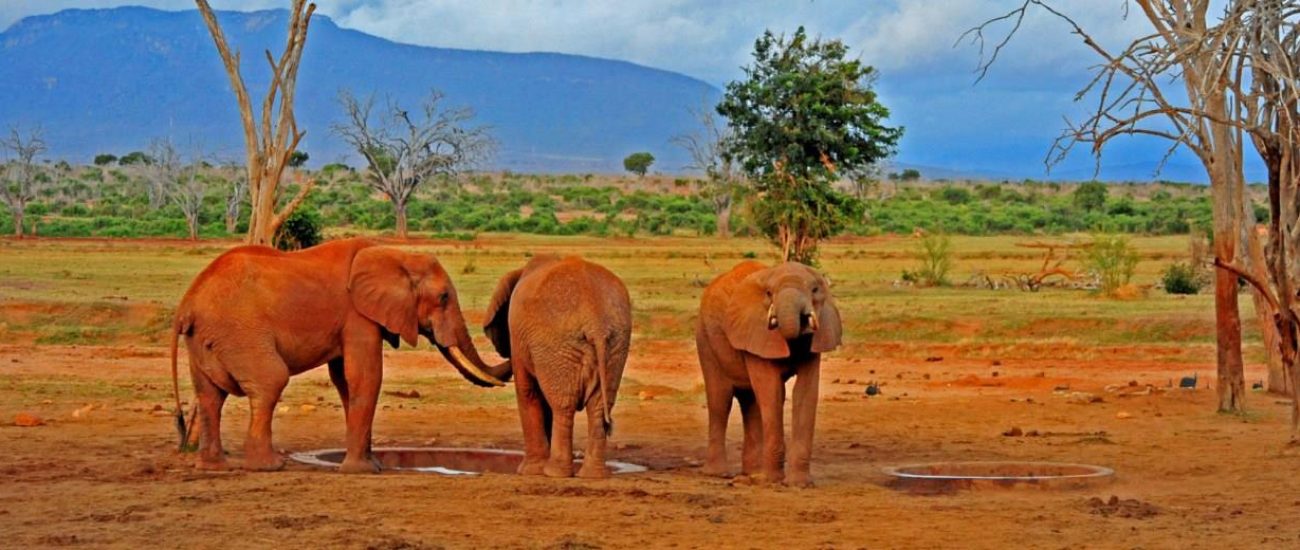 1-Day Tsavo East Safari