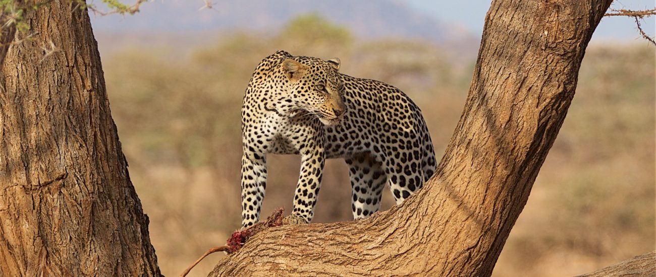 Tsavo West Saltlick Safari