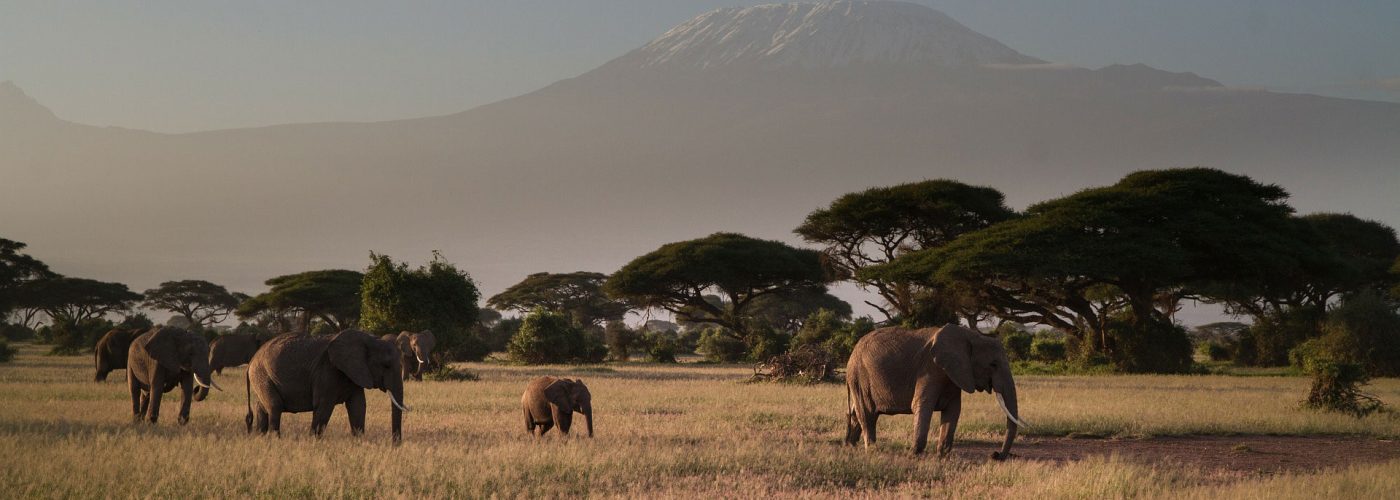 amboseli-national-park-elephants