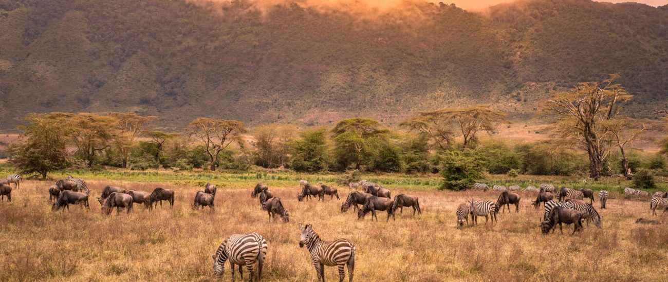best_of_kenya_safari
