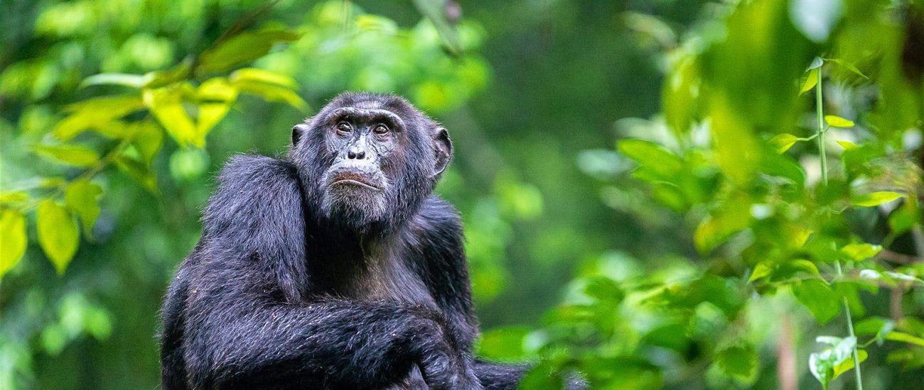 chimpanzee_trekking_uganda