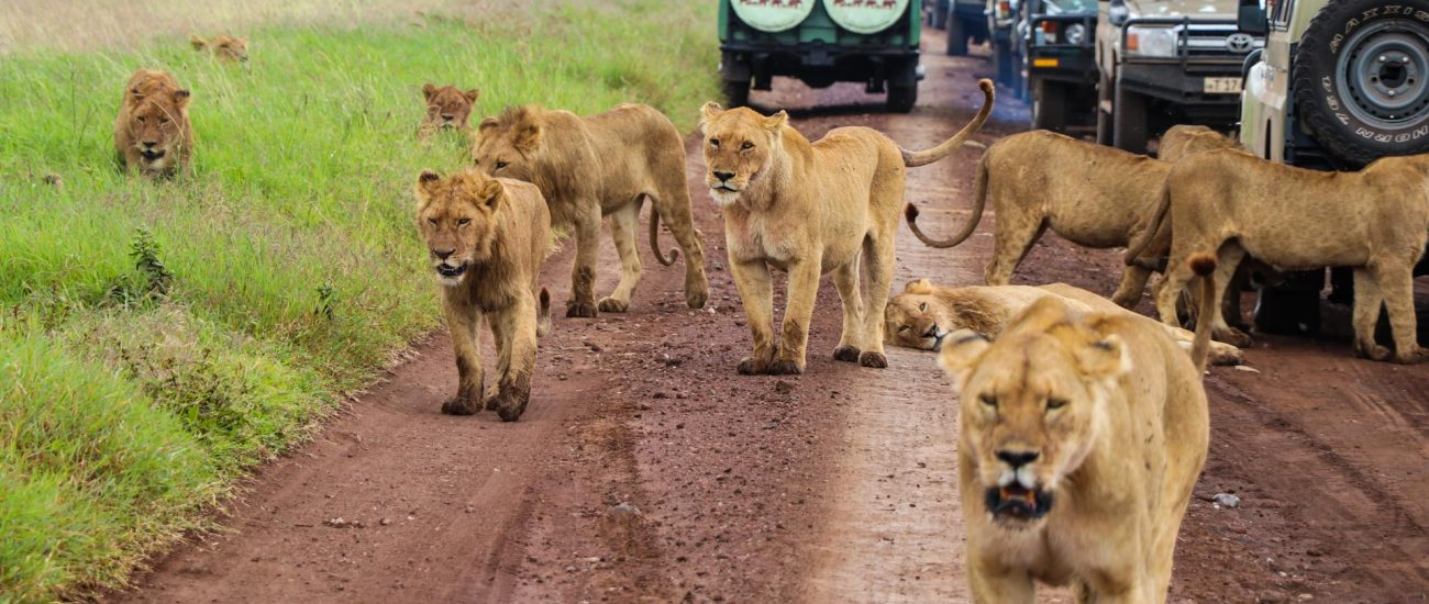 classic-7-day-tanzania-safari-tours