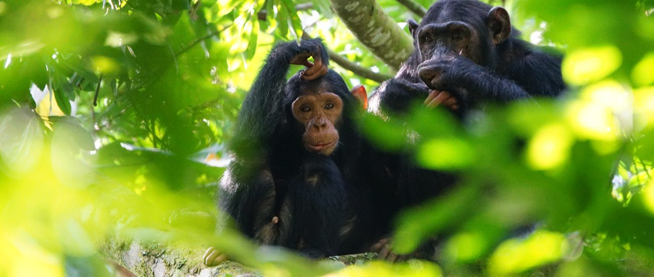 Uganda Safari tour