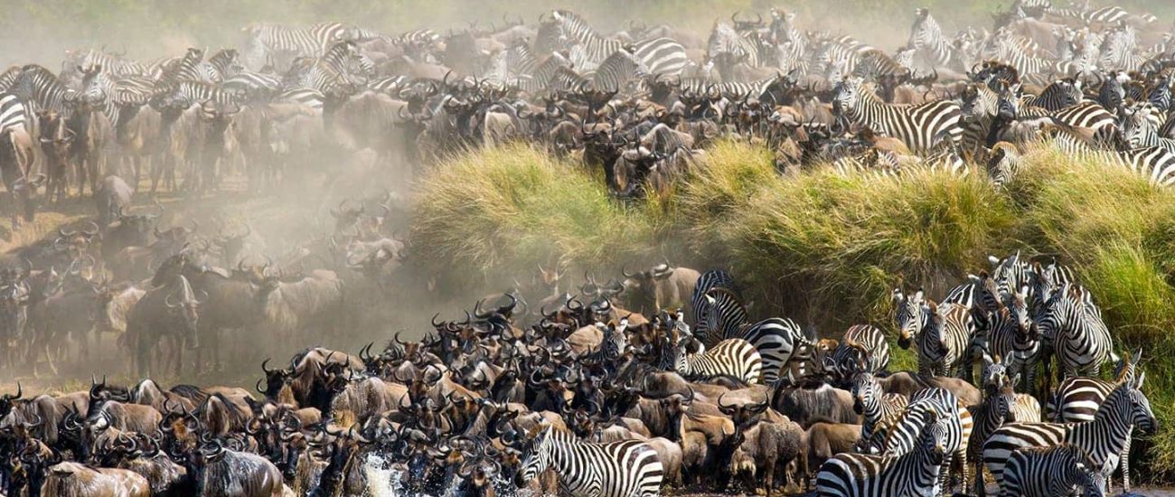great-migration-masai-mara-kenya