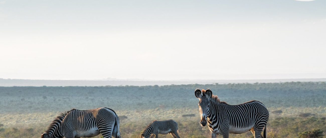 Grevy's zebras (Equus grevyi) and Mount Kenya, Laikipia County, Kenya