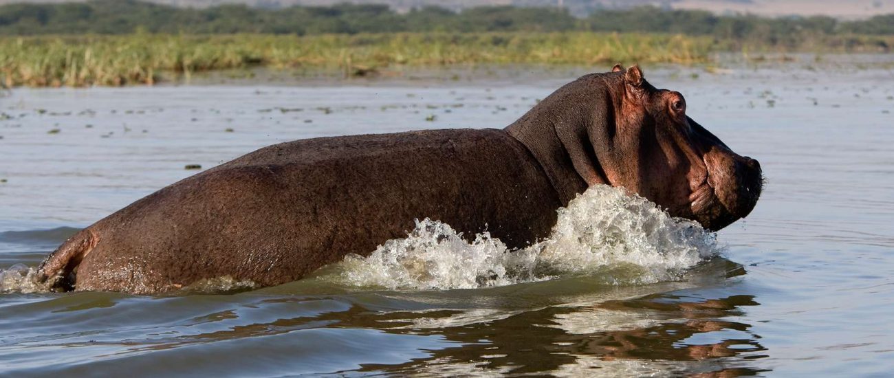 Lake Naivasha Safari